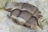 Bargain, Wide Thaleops Trilobite From Wisconsin #115085-4